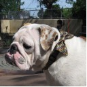 Dog Jacquard Silk Bow Tie “Maroon”